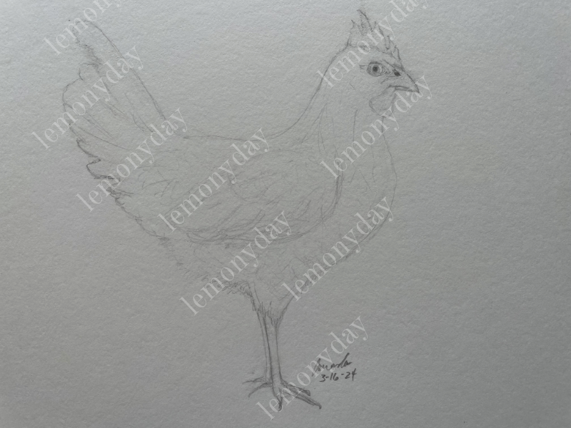 sketch of a chicken for a CalARTS project